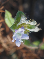Richardia grandiflora