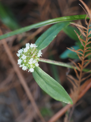 Spermacoce verticillata