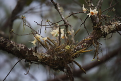 Dendrobium heterocarpum