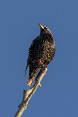 Sturnus vulgaris