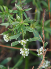 Spermacoce verticillata