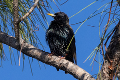 Sturnus vulgaris