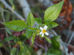 Bidens alba