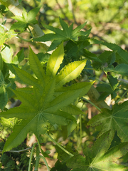 Ricinus communis