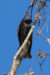Sturnus vulgaris