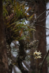 Dendrobium heterocarpum