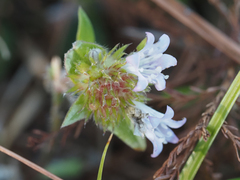 Richardia grandiflora