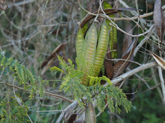 Leucaena leucocephala