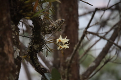 Dendrobium heterocarpum