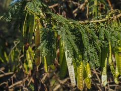 Leucaena leucocephala