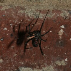 Latrodectus hasselti