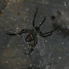 Latrodectus hasselti