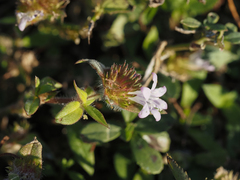 Richardia grandiflora