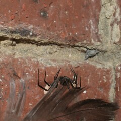 Latrodectus hasselti