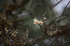 Dendrobium heterocarpum