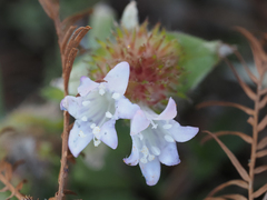 Richardia grandiflora