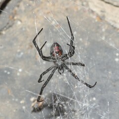 Latrodectus hasselti