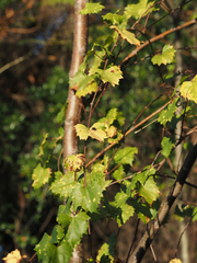 Vitis rotundifolia