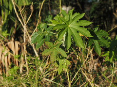 Ricinus communis
