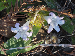 Richardia grandiflora