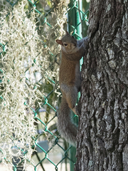 Sciurus carolinensis