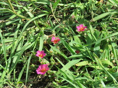 Portulaca amilis