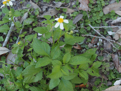 Bidens alba