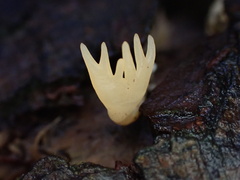 Calocera furcata