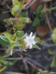 Richardia grandiflora