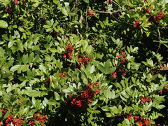 Schinus terebinthifolia