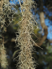 Tillandsia usneoides