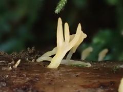 Calocera furcata