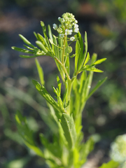 Lepidium virginicum