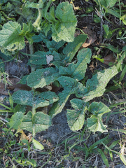 Raphanus raphanistrum