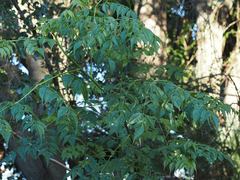 Melia azedarach