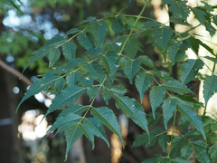 Melia azedarach