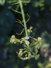 Raphanus raphanistrum