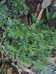 Ambrosia artemisiifolia