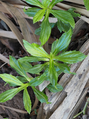 Sphagneticola trilobata