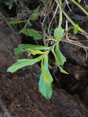 Sphagneticola trilobata
