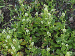 Lepidium virginicum
