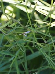 Vicia acutifolia