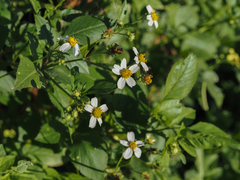 Bidens alba