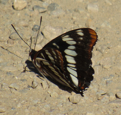 Limenitis lorquini burrisoni