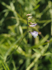 Vicia acutifolia