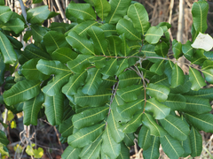 Cupaniopsis anacardioides