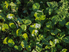 Hydrocotyle bonariensis