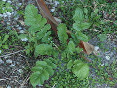 Raphanus raphanistrum