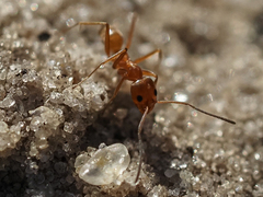 Dorymyrmex bureni