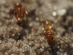 Dorymyrmex bureni